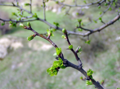 «Федот - ветронос, задирает курам хвост»: погода в Шахтах и примета дня 