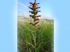 Корни этого редкого растения применяются при изготовлении румян