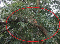 В поселке ХБК в Шахтах  надломленная ветка висит над тротуаром