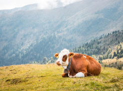 В Ростовской области раскрыта кража телят