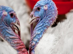 «Евродон» возобновит работу с конца 2019 года