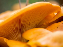 На Дону растет число отравившихся грибами