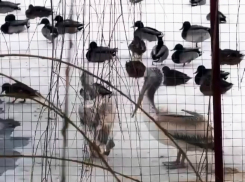 Спасённого изо льда пеликана выпустили на озеро в «Малинках» под Шахтами