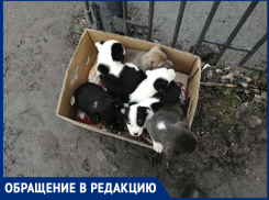 В поселке Красина неизвестные выбросили коробку с крошечными щенками в мусорку 