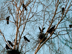 «Грачи прилетели»: погода в Шахтах и приметы дня