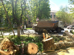 «Неподъемная» проблема: как шахтинцы все-таки сдвинули с места пни-тяжеловесы