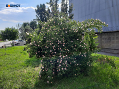 Теплый, солнечный денек обещают шахтинцам в субботу 