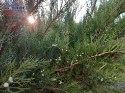 Главную городскую ель начнут монтировать с начала следующей недели