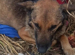 Зоозащитники борются за жизнь пса, отравившегося костями в Шахтах