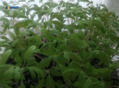 Ударим нашей рассадой по санкционным овощам