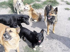 Отловили 30 бездомных собак в Шахтах 
