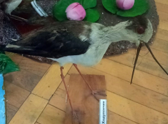 От Мадагаскара до Шахт: оказывается ходулочник завсегдатай донских водоемов, хотя и занесен в Красную книгу