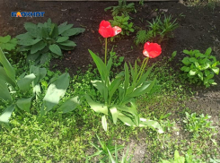 Мир, труд, май шахтинцы отметят с холодком: в прямом и переносном смыслах