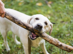 В Шахтах суд отказал хозяевам собаки, требовавшим от ветеринарной клиники почти полмиллиона рублей за смерть собаки