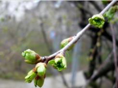 «Авдотья тепло насвистит»: погода в Шахтах и примета дня