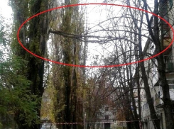 Огромная ветка два месяца весит на высоте четвертого этажа над тротуаром в Шахтах