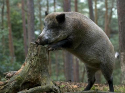 На Дону закончен учет охотничьих видов животных