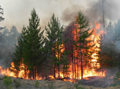 В Ростовской области введено ограничение на въезд в леса