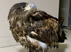 Редкую птицу, которую эксплуатировали в целях наживы, передали в шахтинский питомник