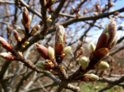 В Ростовской области 8 марта прогнозируют теплую и солнечную погоду