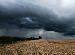 На донских полях из-за дождей полегли 200 гектаров хлеба 