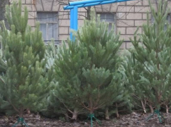 Со среды можно будет купить ёлку