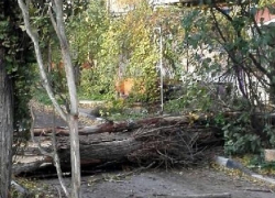 Упавший тополь перегородил дорогу скорой помощи в Шахтах