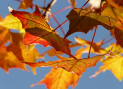 Плюс восемь днем и солнце по утрам: какая погода ждет шахтинцев в выходные