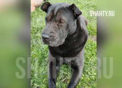 Парня без сознания нашли недалеко от става ХБК в Шахтах — с ним была собака 