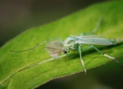 Полчища зеленых гудящих комаров замечены недалеко от Шахт
