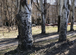 Жители поселка ХБК в Шахтах обеспокоены состоянием старой аллеи