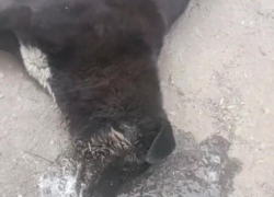 Волонтерам не удалось спасти жизнь отравленного пса в Шахтах