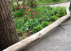 Асфальт треснул из-за падения сухого дерева во дворе многоквартирного дома в Шахтах