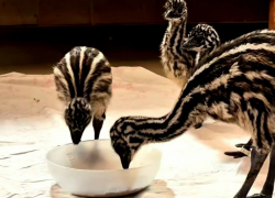 В парке «Лога» появились на свет малыши-эмусята