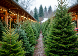С 10 декабря в городе Шахты откроются "Елочные базары"