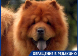Как «дорого и сердито» лечили питомца шахтинки