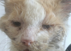 Волонтеры из Шахт борются за жизнь кота, который больше похож на живой труп