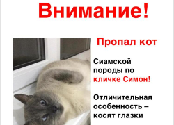 Пропал кот. Нашедшему - вознаграждение! 