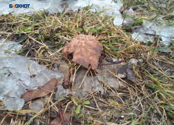 К вечеру пойдет дождь со снегом