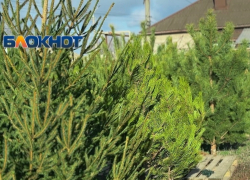 Цены на ёлки в Шахтах остались на уровне прошлого года