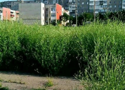 Травой в два метра зарос школьный стадион в поселке ХБК в Шахтах