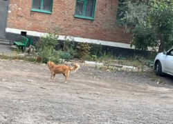 В Шахтах хозяйку собак оштрафуют после жалоб жителей на самовыгул