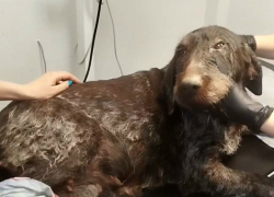 Нашлись хозяева собаки, которую накануне сбила машина в Шахтах