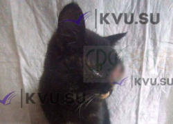 Волонтёры и ветеринары борются  за жизнь уличной кошки с тяжёлой травмой глаза