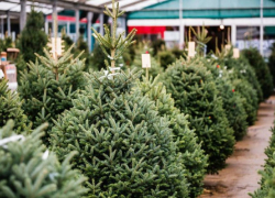 Сезон живых ёлок в Шахтах: когда открываются ёлочные базары и сколько стоят деревья