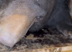 Гималайская медведица прилетела в парк "Малинки" из Владивостока