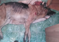 Собаку с ножевым ранением нашли на улице Промышленной в Шахтах
