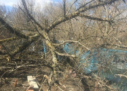 Под натиском урагана дерево упало во двор частного дома в Шахтах и раздавило забор и туалет 