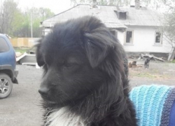 Шахтинские зоозащитники спасли от смерти 37 собак