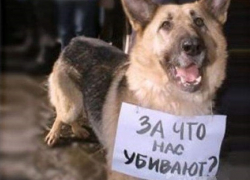 В Шахтах живодер сворачивает собакам головы огромными щипцами